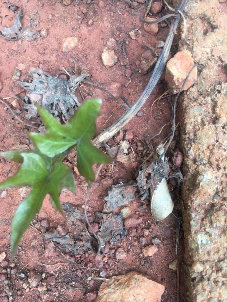 WhatsApp Image 2020-06-17 at 08.46.37